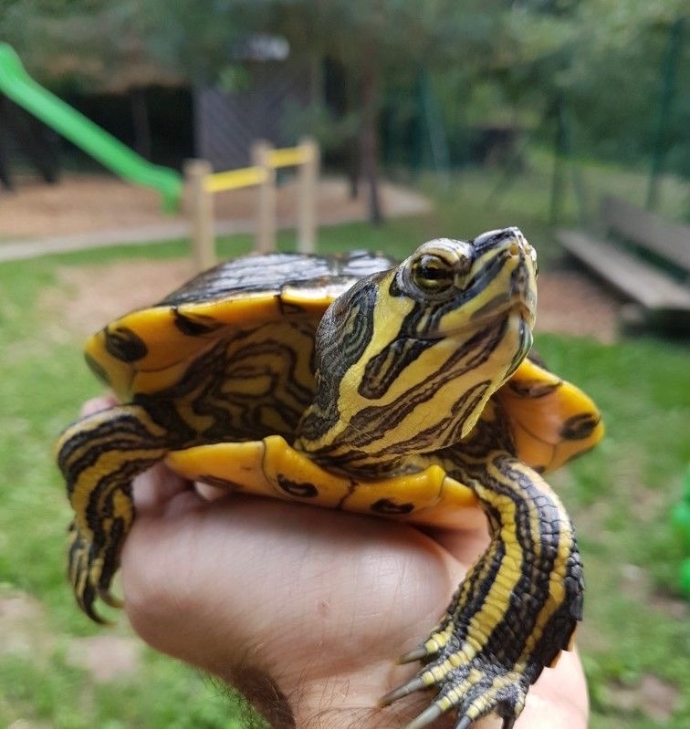 Yellow-Bellies Slider