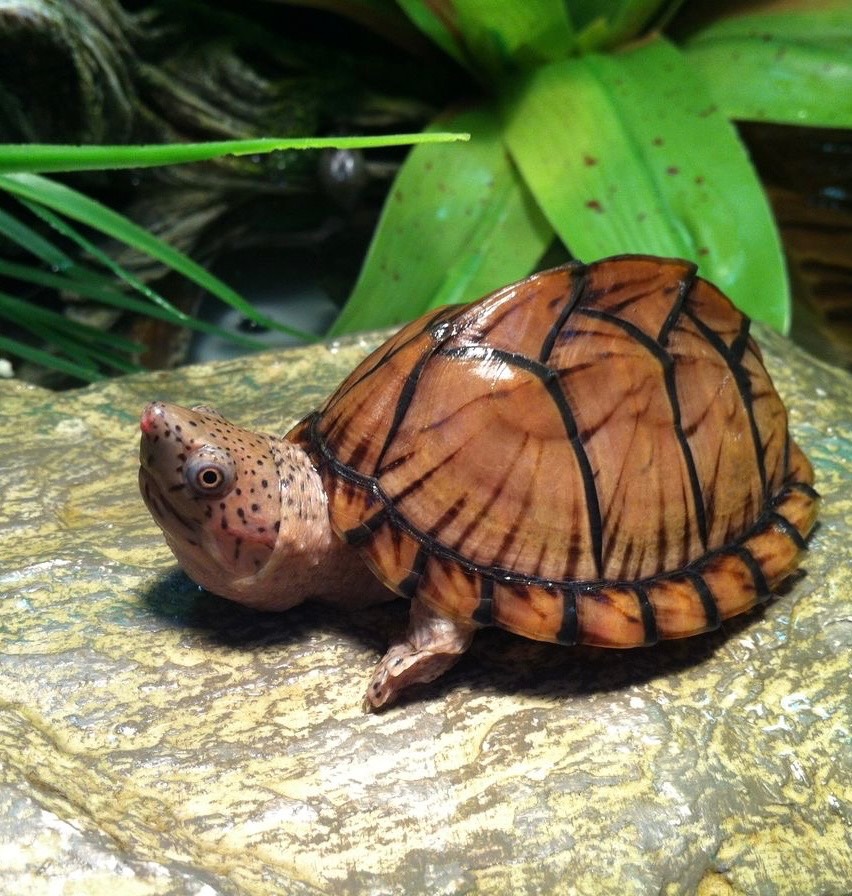 Musk Turtle